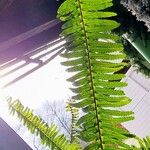 Nephrolepis cordifolia Blad