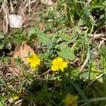 Potentilla puberula Fula