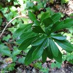 Daphne laureola Bloem