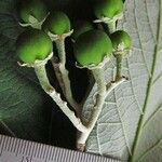 Solanum hazenii Other