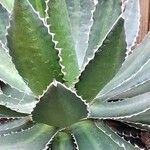 Agave lophantha Характер