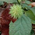 Hyptis capitata Blüte