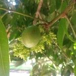 Protium heptaphyllum Fruit