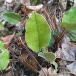 Epigaea repens Leaf