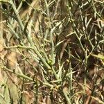 Genista scorpius Bark