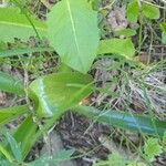 Orchis mascula Leaf