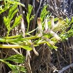 Fumaria parviflora Lorea