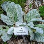 Salvia xanthocheila Habit