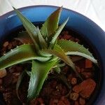 Dyckia brevifolia Лист