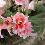 Gladiolus communis Blüte