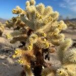 Cylindropuntia bigelovii Květ