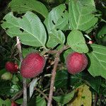 Guettarda baladensis Fruit