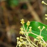 Dichostemma glaucescens Flower