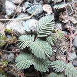 Hoffmannseggia minor Leaf