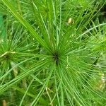 Cyperus haspan Levél