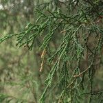 Juniperus flaccida Natur