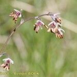 Thalictrum alpinum Frucht