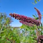 Amorpha fruticosa Flor