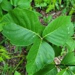 Toxicodendron rydbergii Leaf