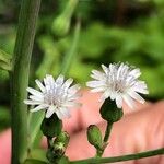 Lactuca biennis Fiore