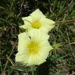 Monsonia longipes Flower