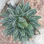 Agave victoriae-reginae Folla