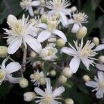 Clematis vitalbaFlor