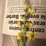 Verbascum rotundifolium Fiore