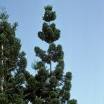 Araucaria cunninghamii Hábitos