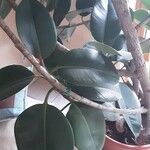 Ficus elastica Лист