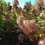 Hydrangea paniculata Habit