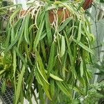 Hoya longifolia Habit