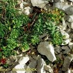 Euphorbia seguieriana Otro