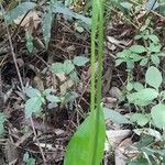 Spathicarpa hastifolia Συνήθη χαρακτηριστικά