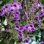 Duranta erectaFlower