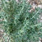 Teucrium marum Leaf