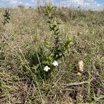 Barleria acanthoides Хабит