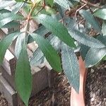 Cunonia capensis Hoja