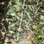 Thlaspi perfoliatum Meyve