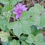 Malva neglecta 葉