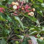 Cornus racemosa Плод