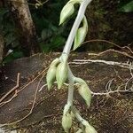 Catasetum maculatum Λουλούδι