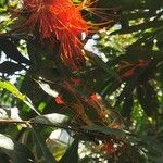 Brownea macrophylla Flower