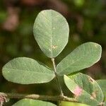 Lespedeza hirta Leaf