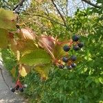 Parthenocissus quinquefoliaഫലം