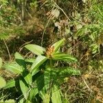 Gentiana cruciata ഫലം