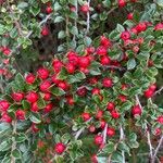 Cotoneaster nan-shan ഫലം