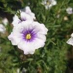 Nierembergia linariifolia Flower