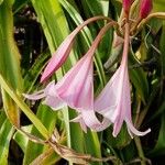 Crinum bulbispermum Blüte