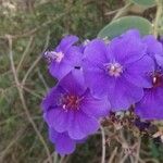 Tibouchina urvilleana Virág